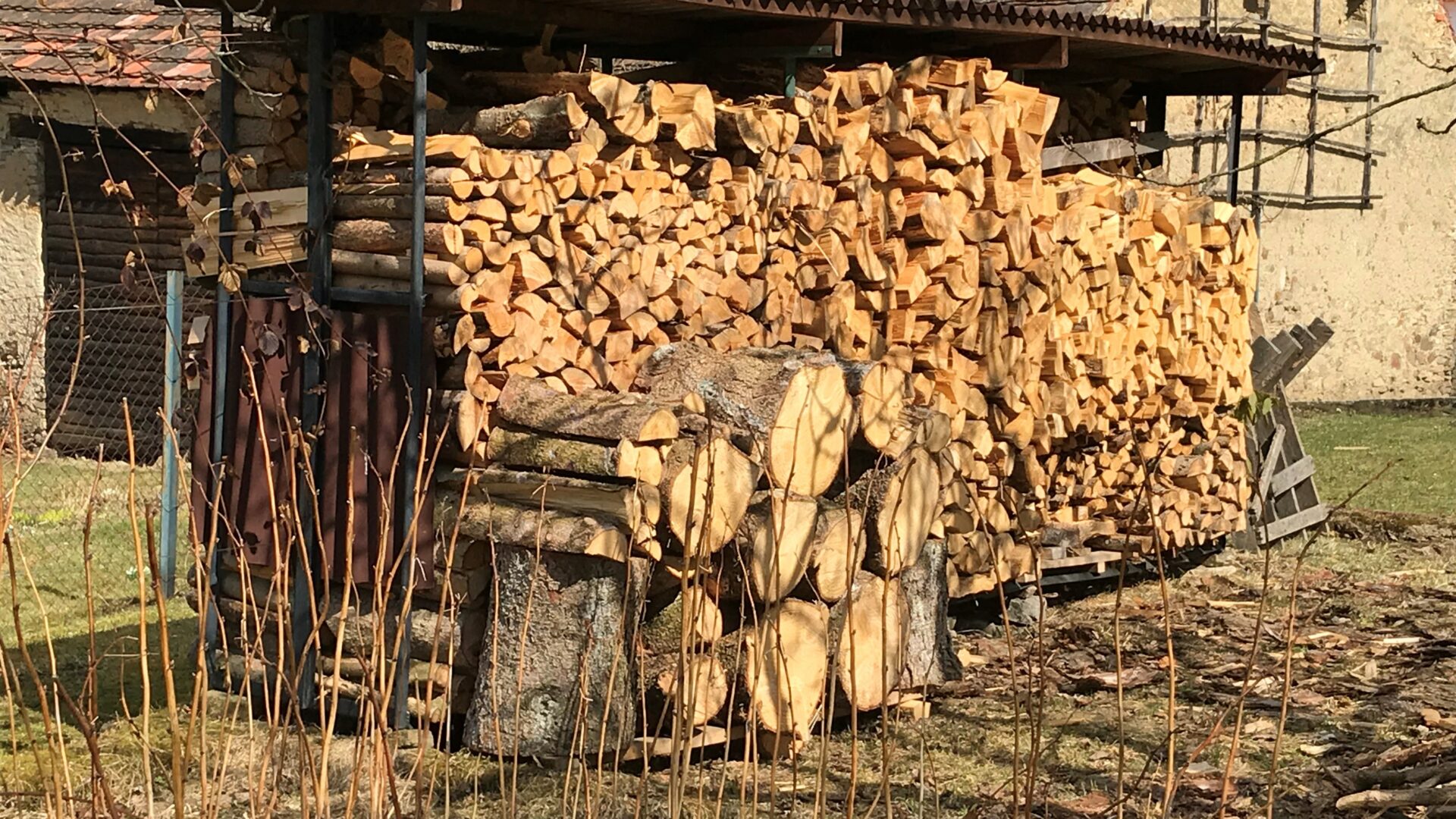 Jaké dřevo si mohu odnést z lesa?