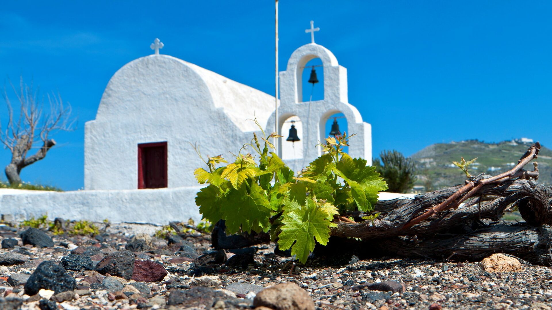 Na Santorini se réva pěstuje jedinečnou metodou zvanou „kouloura“. Ilustrační foto: Depositphotos.com