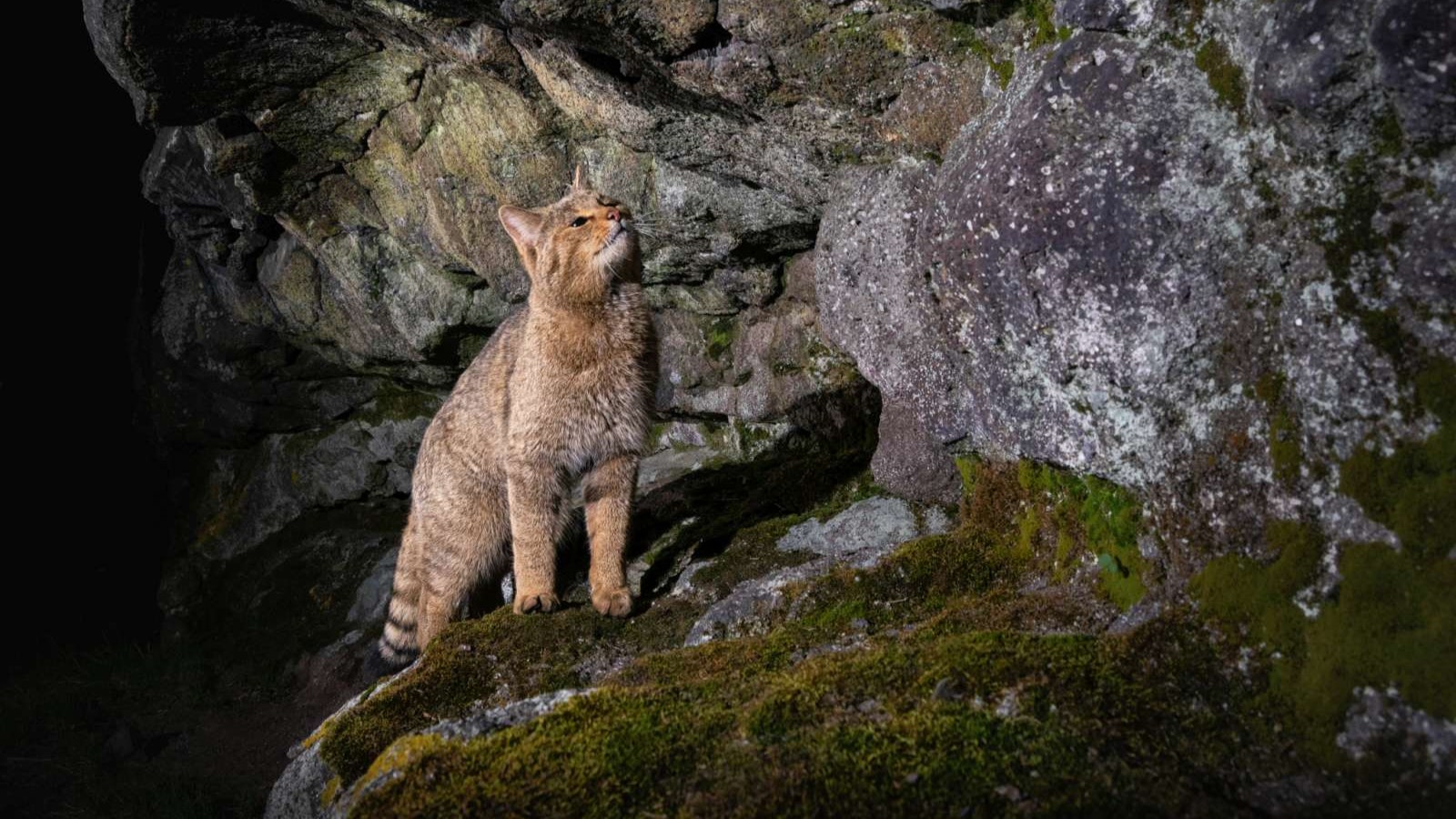 Kočka divoká v Doupovských horách. Foto: Vladimír Čech ml.