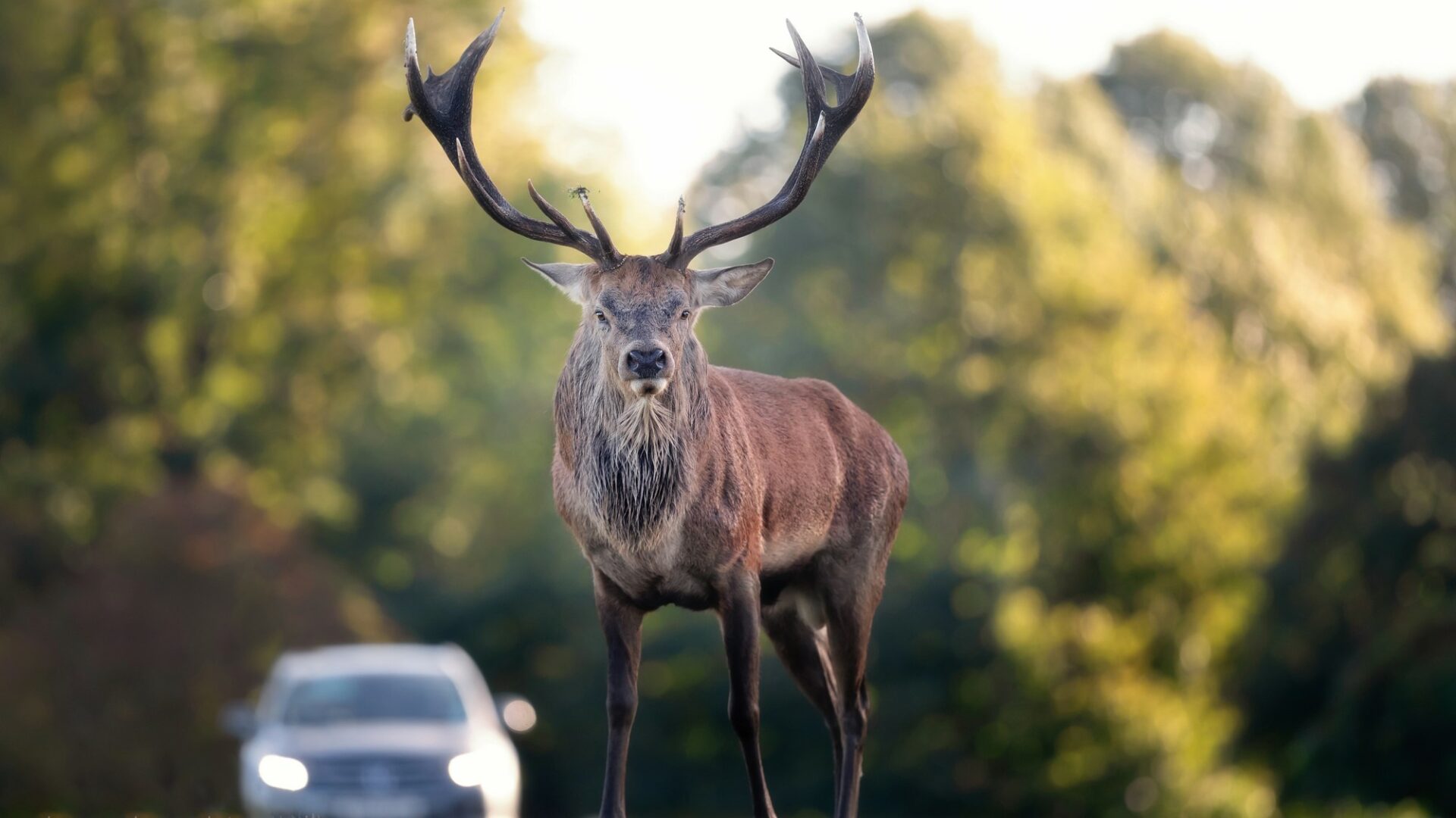 Ne ke každé nahlášené nehodě bude policie nově vyjíždět. Ve vybraných případech ji stačí jen ohlásit a následně si vyžádat potvrzení. Ilustrační foto: Depositphotos.com