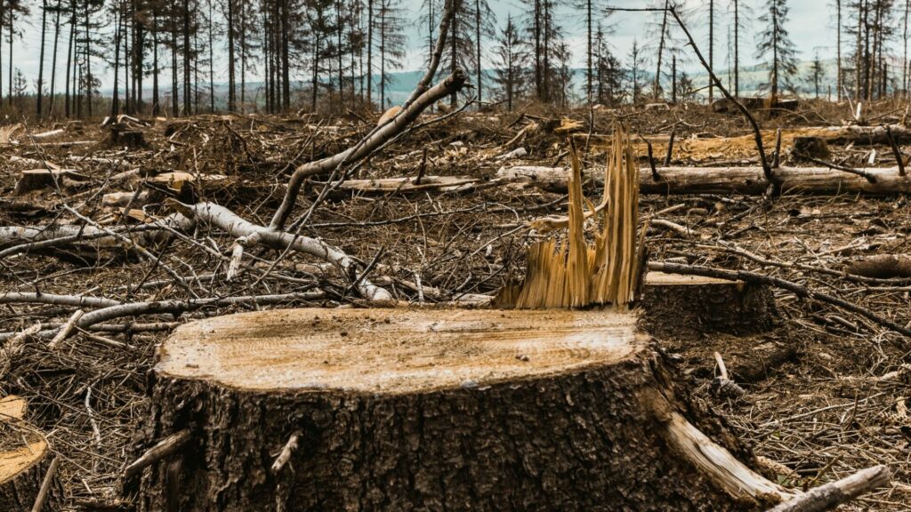 Mnoho zalesněných oblastí v České republice je vážně poškozeno suchem, požáry nebo kůrovcovou kalamitou. Ilustrační foto: Depositphotos.com