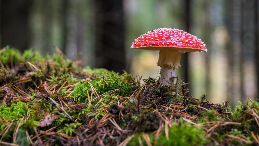 Muchomůrky patří v Česku mezi nejvíce nebezpečné houby. Ilustrační foto: Pixabay.com
