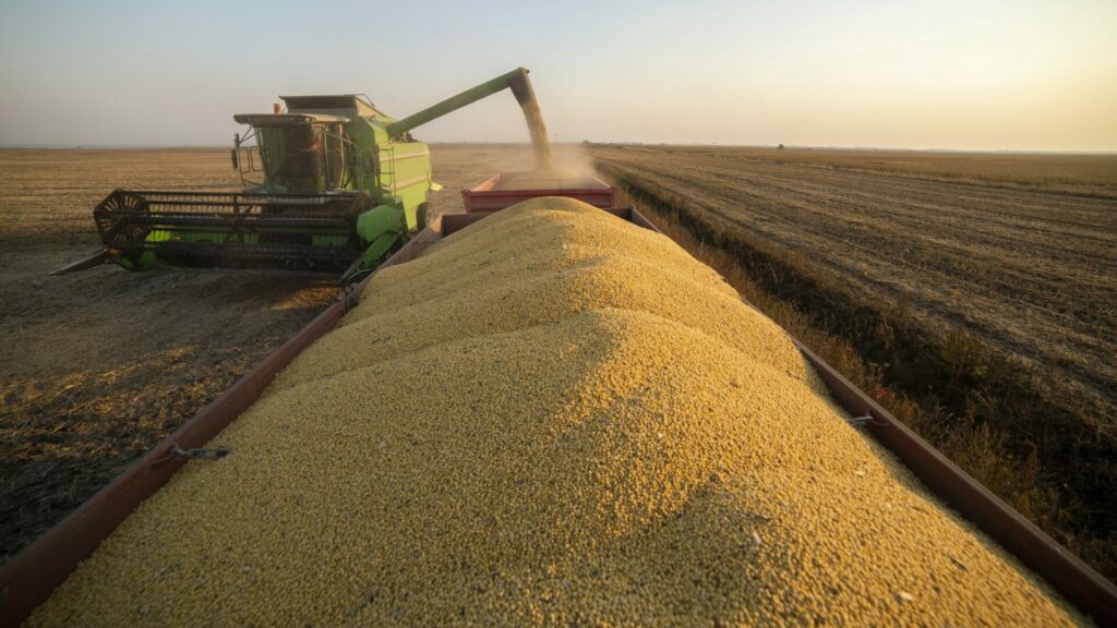 Čína pozastavila nákupy sójových bobů nové úrody z USA. Ilustrační foto: Depositphotos.com