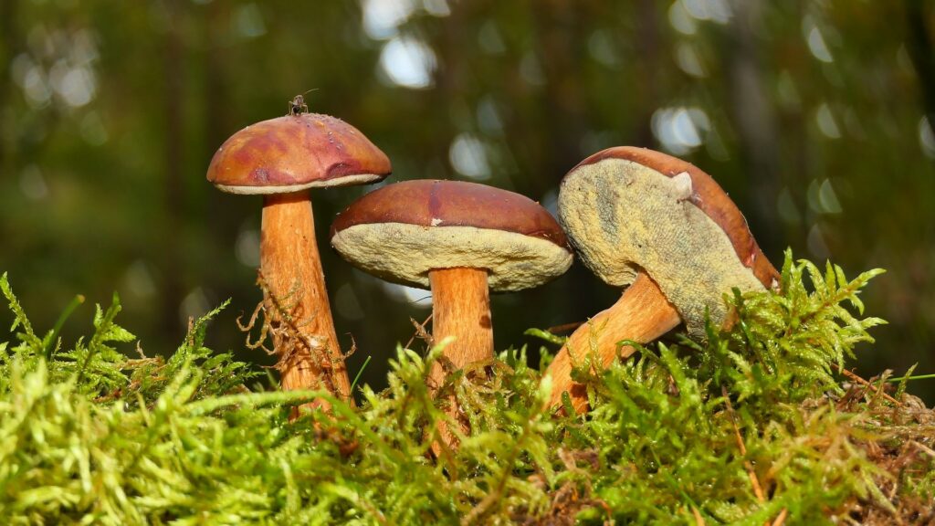 Většina evropských zemí má sběr hub omezený. U nás si může každý nasbírat houby podle libosti. Ilustrační foto: Pixabay.com