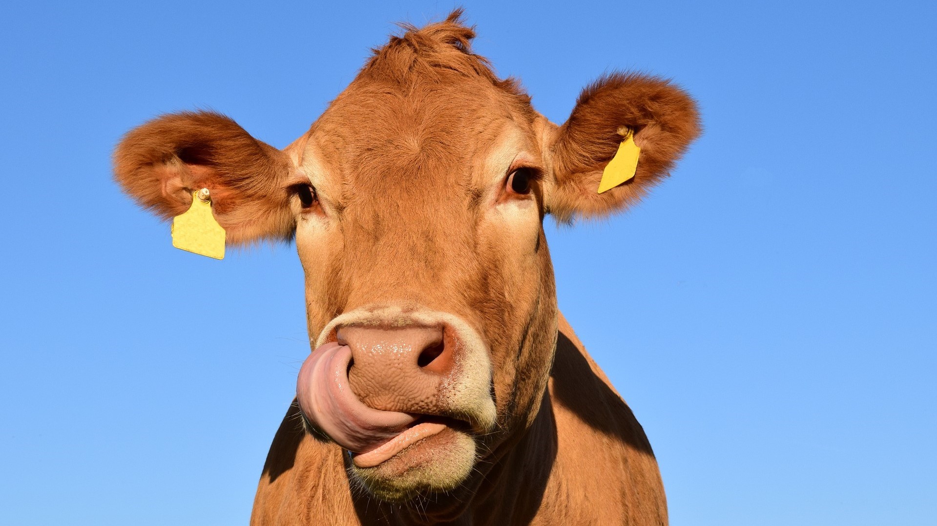 Mezi zemědělci a ve výrobě se zadělává na další růst cen potravin. Ilustrační foto: Pixabay.com