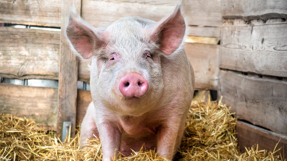 Čeští producenti vepřového masa se potýkají s rostoucími náklady na krmivo, veterinární péči, ale v posledních letech zvláště na energie a pracovní sílu. Ilustrační foto: Depositphotos.com