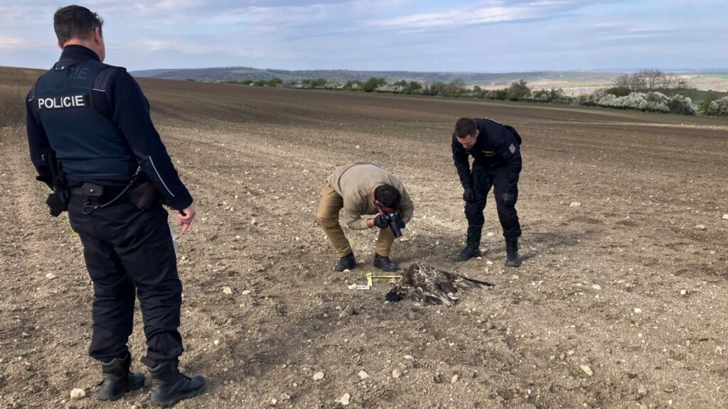 Policisté u otráveného dravce na Břeclavsku. Foto: Klára Hlubocká, Česká společnost ornitologická