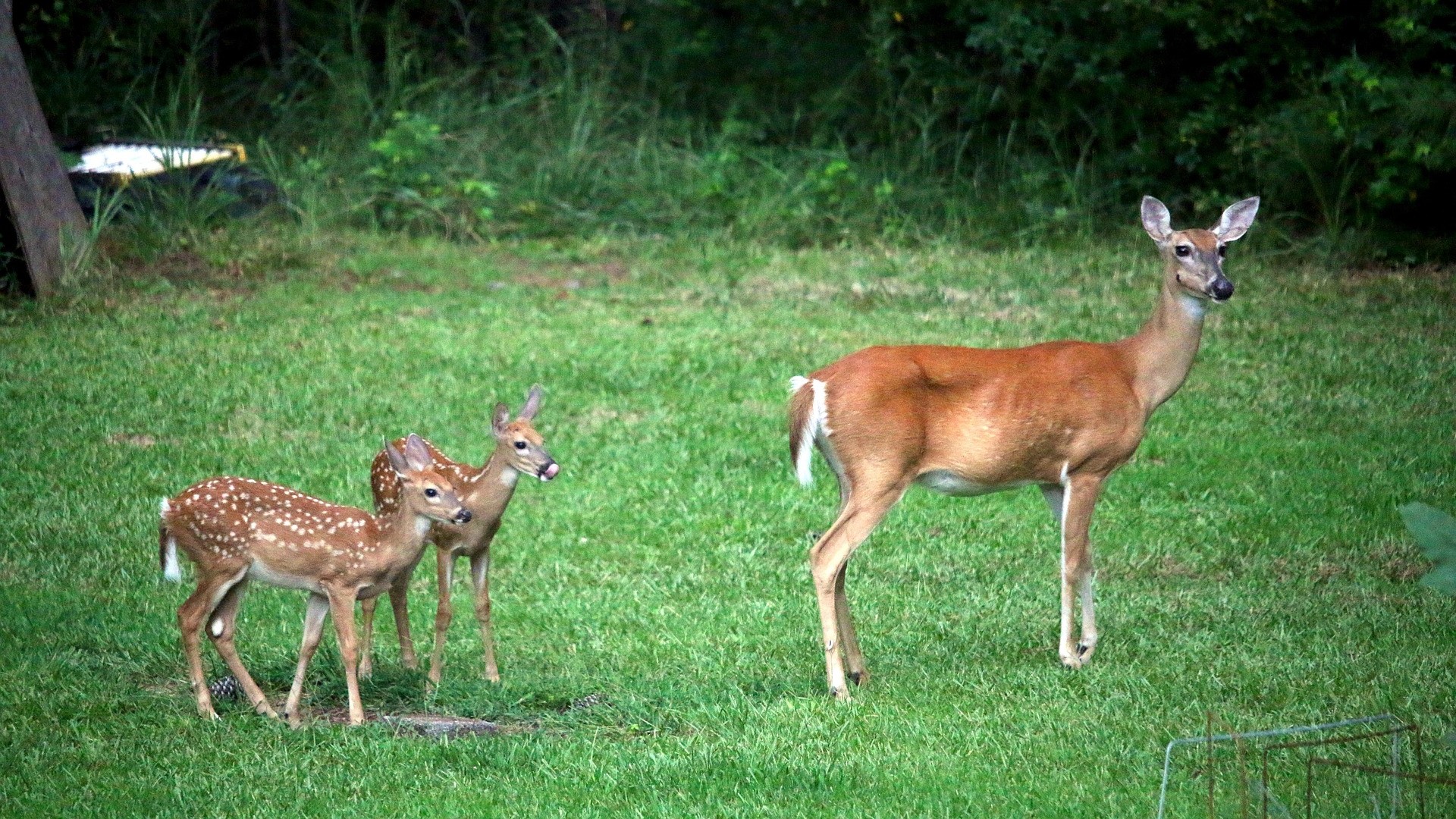 Zpozorněte u polí, řepka dokáže srny omámit. Ilustrační foto: Pixabay.com