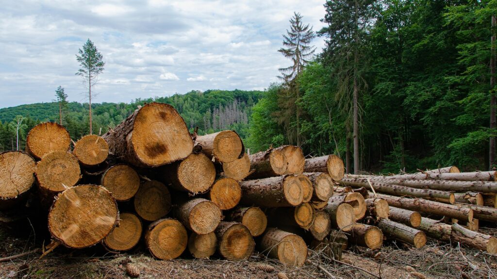 Unijní nařízení proti odlesňování mělo začít platit už v prosinci, nakonec se ale firem dotkne později. Ilustrační foto: Pixabay.com