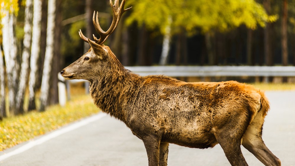 Ke srážce se zvěří volejte policii za každých okolností. Policie ovšem ne vždy přijede. Ilustrační foto: Depositphotos.com