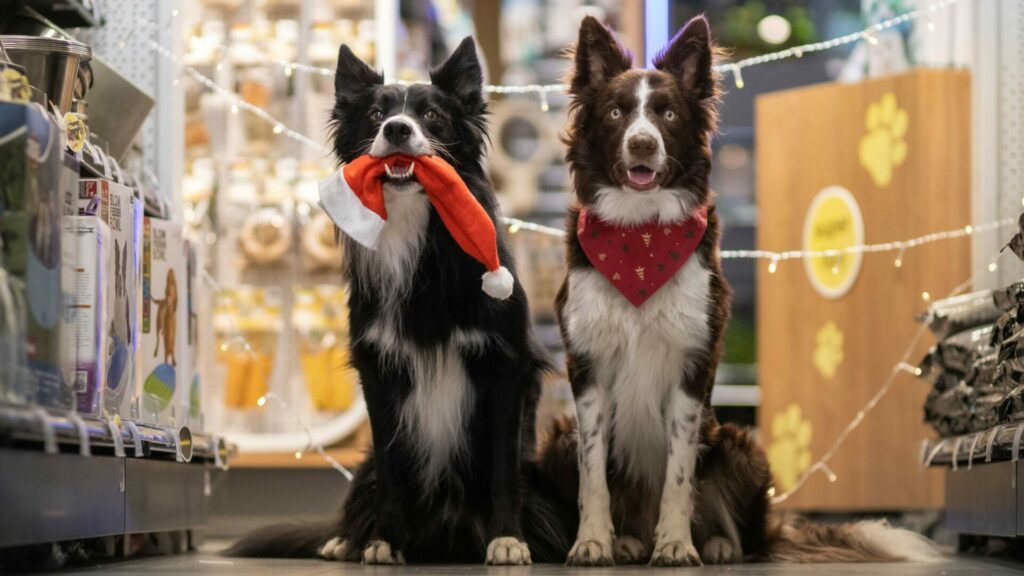 Letos poputuje pomoc do více než 160 lokálních organizací pečujících o opuštěná a handicapovaná zvířata. Foto: Super zoo