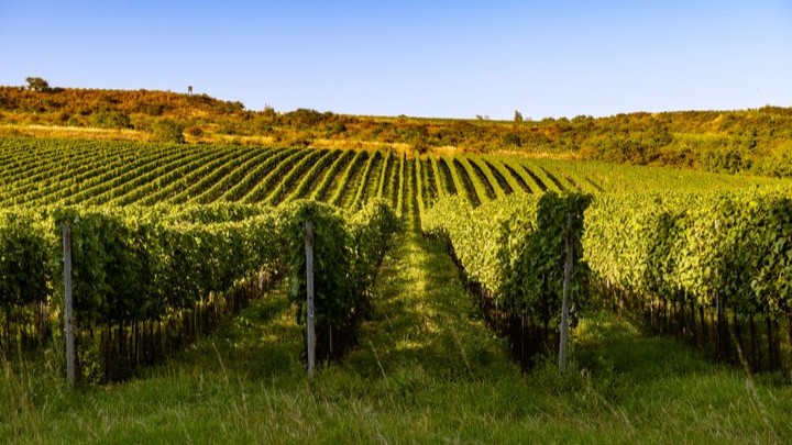 Znovín vlastní rozsáhlé vinice – přibližně 500 hektarů, včetně proslulé tratě Šobes. Foto: Znovín Znojmo