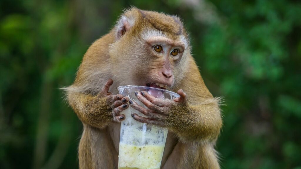 I zdánlivě roztomilá zvířata se mohou proměnit v nebezpečné škůdce. Ilustrační foto: Depositphotos.com