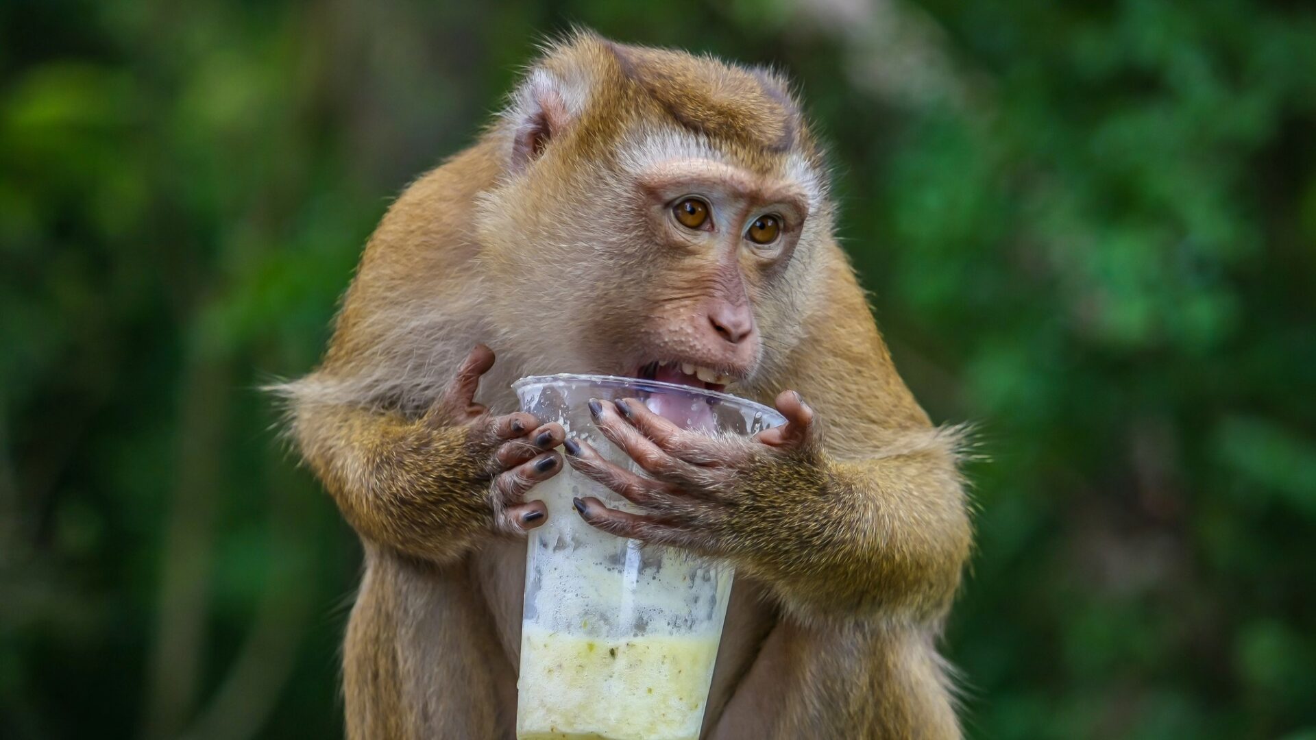 I zdánlivě roztomilá zvířata se mohou proměnit v nebezpečné škůdce. Ilustrační foto: Depositphotos.com