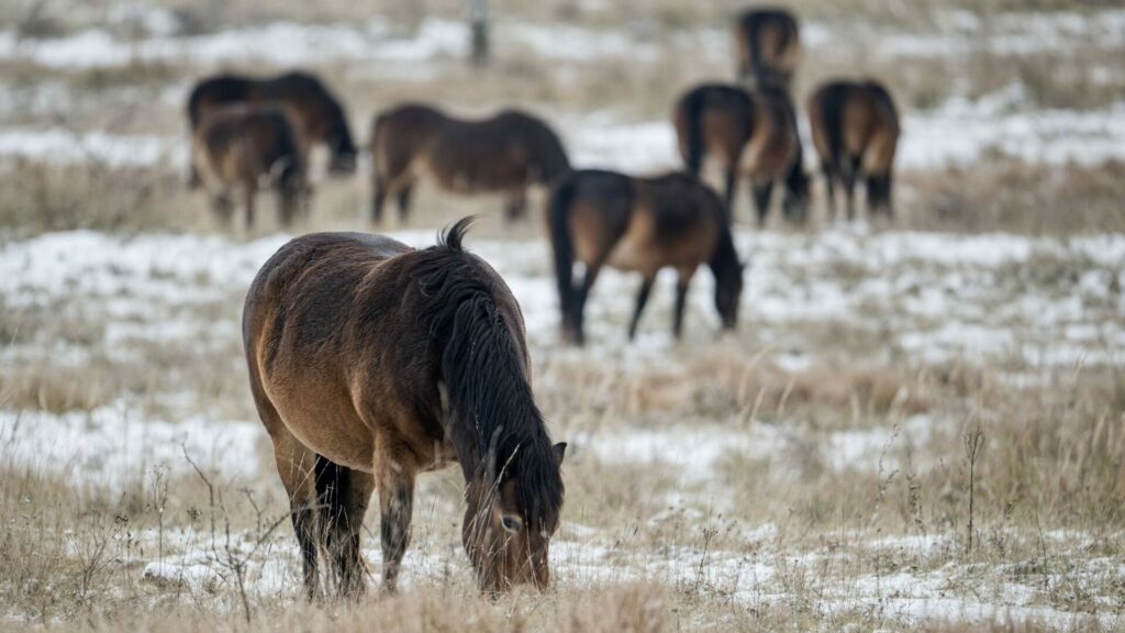 Divocí koně v milovické rezervaci. Foto: Vojtěch Lukáš