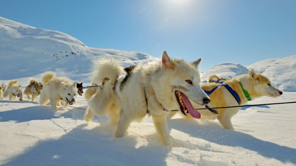 O Grónsku ještě uslyšíme. Ilustrační foto: Depositphotos.com