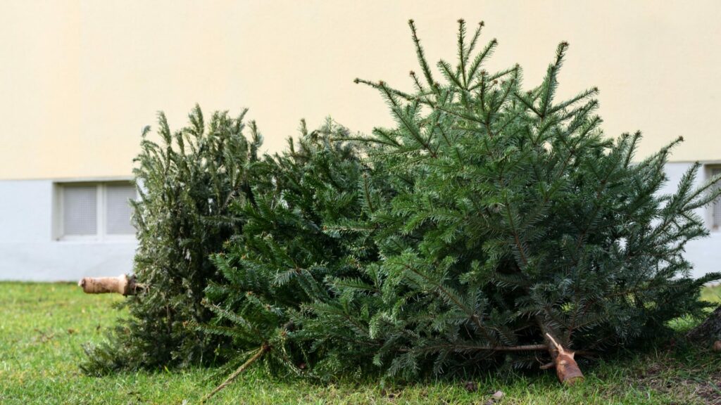Opadávající vánoční stromky nenoste zvířatům do lesa, mohli byste jim ublížit. Ilustrační foto: Depositphotos.com
