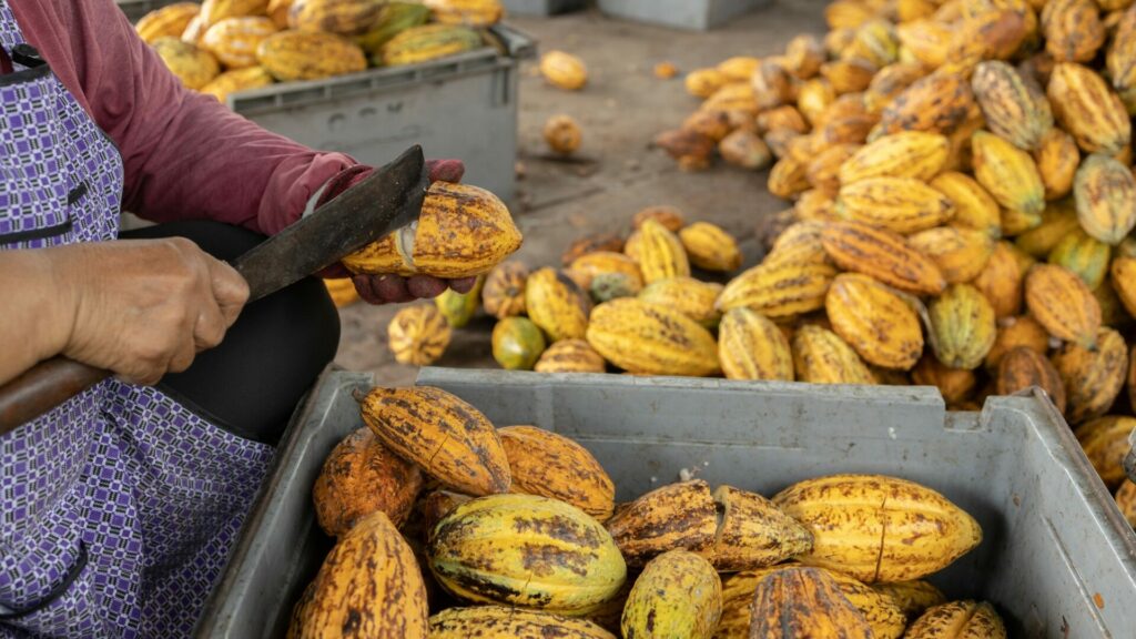 Ghana a Pobřeží slonoviny dohromady produkují přibližně 60 až 70 procent světového kakaa. Ilustrační foto: Depositphotos.com