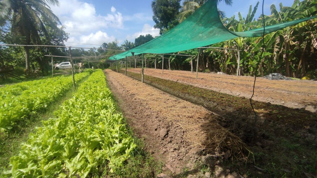 Kambodžští farmáři se učí klimaticky šetrnému zemědělství za pomoci českých expertů. Foto: ADRA